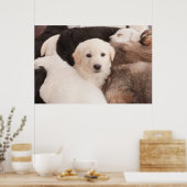 Poster Animaux de bébés cutest | Un mignon seau de chiots (Cuisine)