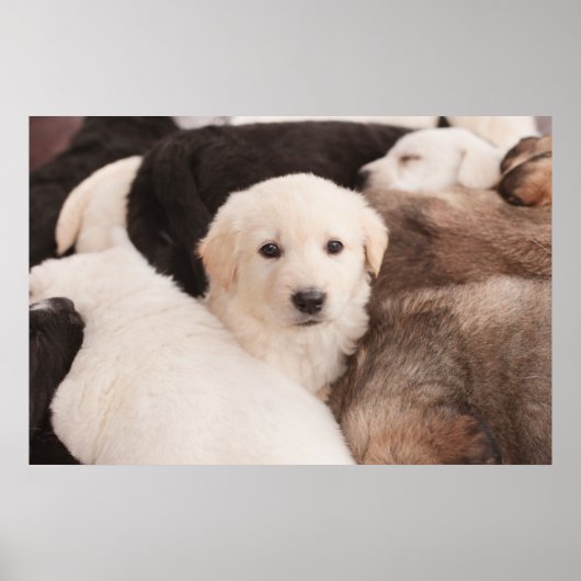 Poster Animaux de bébés cutest | Un mignon seau de chiots (Devant)