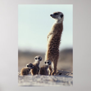 Poster Animaux de bébés cutest   Une famille de Meerkats
