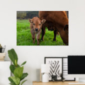 Poster Animaux de bébés cutest | Vache et veau (Bureau à domicile)