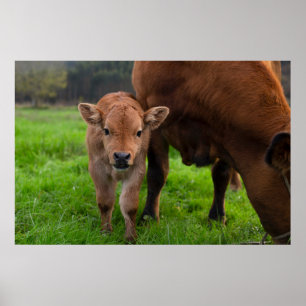 Poster Animaux de bébés cutest   Vache et veau