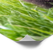 Poster Animaux de bébés cutest | Vague d'ours Brown (Coin)