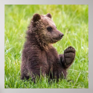 Poster Animaux de bébés cutest   Vague d'ours Brown