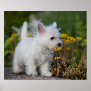 Poster Animaux de bébés cutest   West Highland White Terr