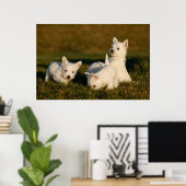 Poster Animaux de bébés cutest | West Highland White Terr (Bureau à domicile)