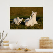Poster Animaux de bébés cutest | West Highland White Terr (Cuisine)