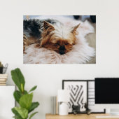 Poster Animaux de bébés cutest | Yorkshire Terrier (Bureau à domicile)