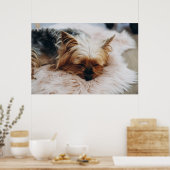 Poster Animaux de bébés cutest | Yorkshire Terrier (Cuisine)