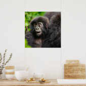 Poster Animaux de bébés cutest | Young Mountain Gorilla (Cuisine)