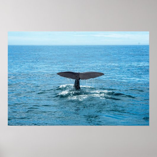 Poster Animaux de compagnie et autres animaux - nageoire  (Devant)