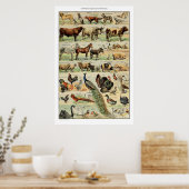 Poster Animaux de ferme vintages Éducation scientifique V (Cuisine)