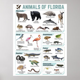 Poster Animaux de floride, floride usa wild lide