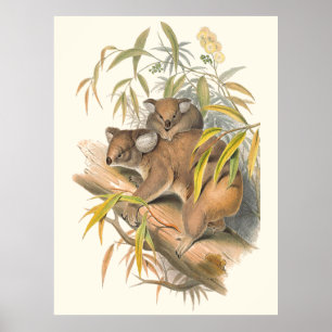 Poster Animaux de l'Australie le koala