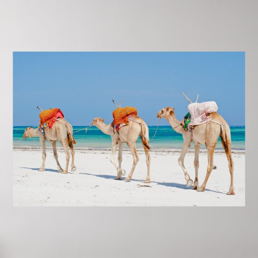 Poster Animaux de plage (Devant)