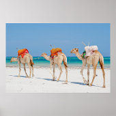 Poster Animaux de plage