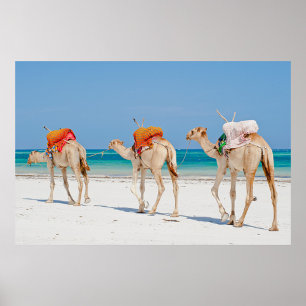 Poster Animaux de plage
