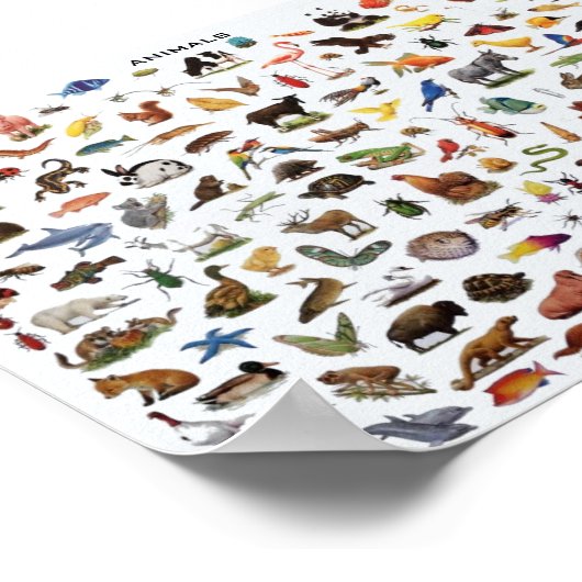 Poster Animaux éducatifs (Coin)