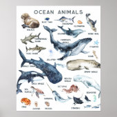 Poster Animaux marins | Formation en classe (Devant)