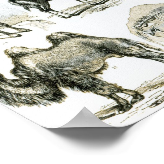 Poster Animaux non galata ou à toit (Coin)