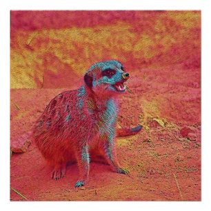 Poster Animaux populaires - Meerkat