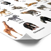 Poster Animaux sauvages (Coin)