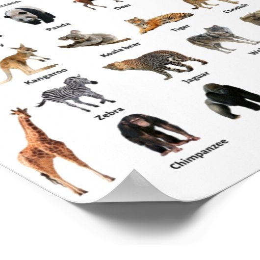 Poster Animaux sauvages (Coin)