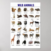 Poster Animaux sauvages (Devant)
