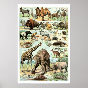 Poster Animaux sauvages vintage 1922
