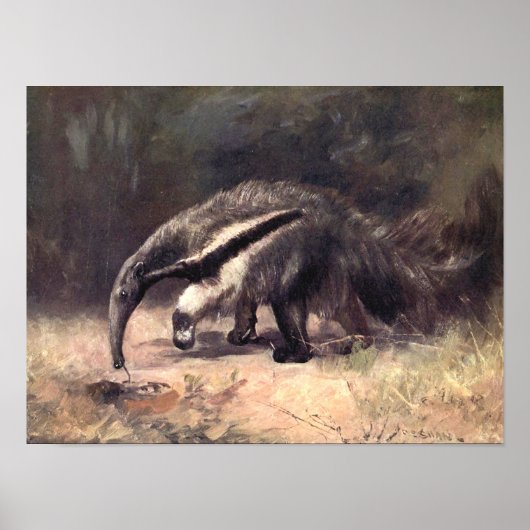 Poster Animaux Sauvages Vintage, Fourmilier Géant par CE (Devant)