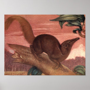 Poster Animaux Sauvages Vintage, Toupaye par Louis Sargen