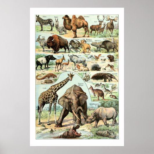 Poster Animaux sauvages vintages de 1922 (Devant)