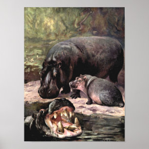 Poster Animaux sauvages vintages, Hippopotame par CE Swan