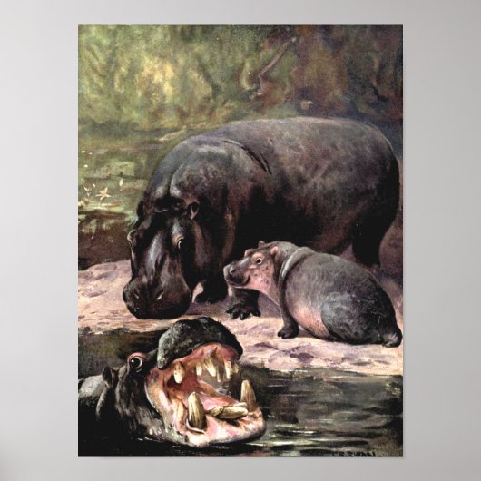 Poster Animaux sauvages vintages, Hippopotame par CE Swan (Devant)