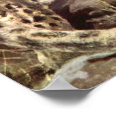 Poster Animaux sauvages vintages, léopard des neiges par (Coin)