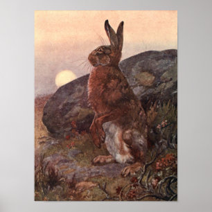 Poster Animaux sauvages Vintages, lièvre de Winifred Aust