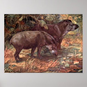 Poster Animaux sauvages vintages, Tapirs de Winifred Aust