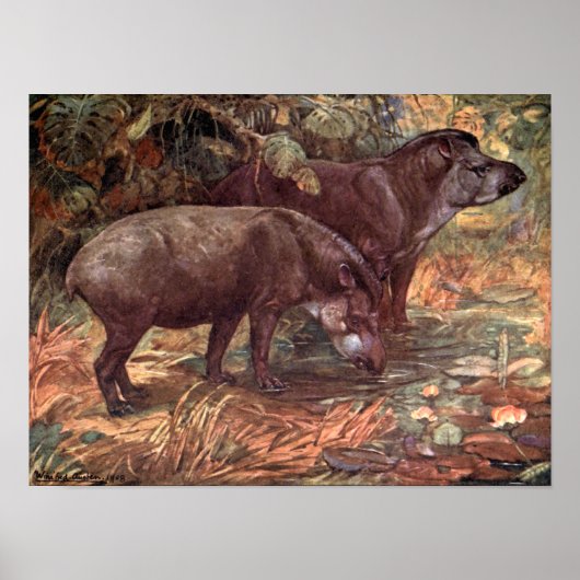 Poster Animaux sauvages vintages, Tapirs de Winifred Aust (Devant)