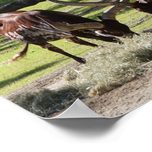 Poster Ankole Cattle #2 (Coin)