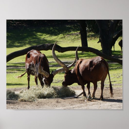Poster Ankole Cattle #2 (Devant)