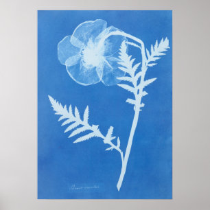 POSTER ANNA ATKINS