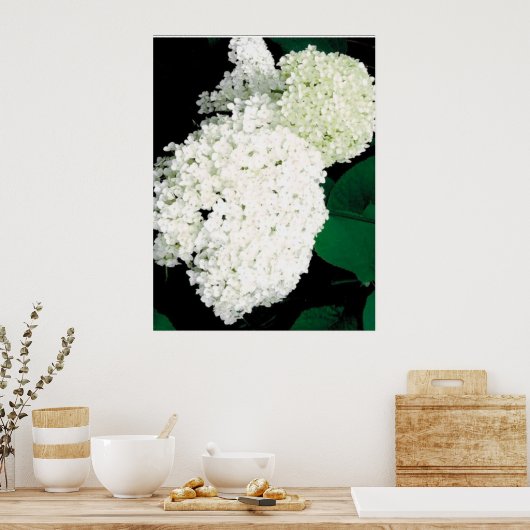POSTER ANNABELLE HYDRANGEA (Cuisine)