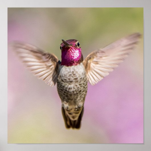 Poster Anna's Hummingbird Beautiful Pink, Purple & Green (Devant)