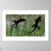 Poster Anole double (Devant)