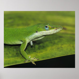 Poster Anolis vert, Anolis carolinensis, adulte sur un pa