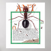 Poster Ant (Devant)