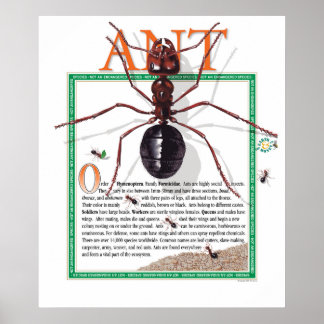 Poster Ant