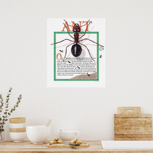 Poster Ant (Cuisine)