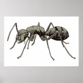 Poster Ant (Devant)