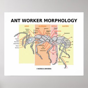 Poster Ant Worker Morphology (Worker Ant Entomology)