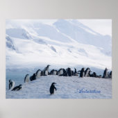 Poster Antarctique (Devant)